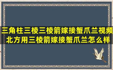 三角柱三棱三棱箭嫁接蟹爪兰视频 北方用三棱箭嫁接蟹爪兰怎么样